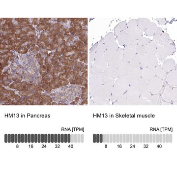 Anti-HM13 antibody produced in rabbit Prestige Antibodies&#174; Powered by Atlas Antibodies, affinity isolated antibody, buffered aqueous glycerol solution