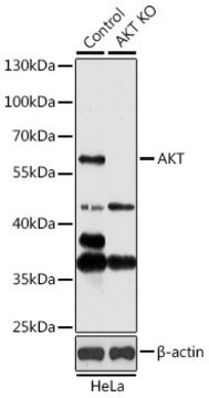 Anti-AKT1 antibody produced in rabbit