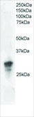 Anti-GRB2 antibody produced in goat affinity isolated antibody, buffered aqueous solution