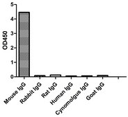 Alpaca Anti-Mouse IgG(H+L) HRP single domain Antibody recombinant Alpaca(VHH) Nano antibody