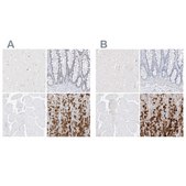 Anti-PGC antibody produced in rabbit Prestige Antibodies® Powered by Atlas Antibodies, affinity isolated antibody, buffered aqueous glycerol solution