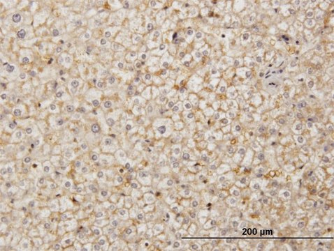 Monoclonal Anti-SDF2 antibody produced in mouse clone 3G7-1D6, purified immunoglobulin, buffered aqueous solution