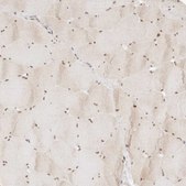 Anti-ASCL3 antibody produced in rabbit Prestige Antibodies® Powered by Atlas Antibodies, affinity isolated antibody, buffered aqueous glycerol solution