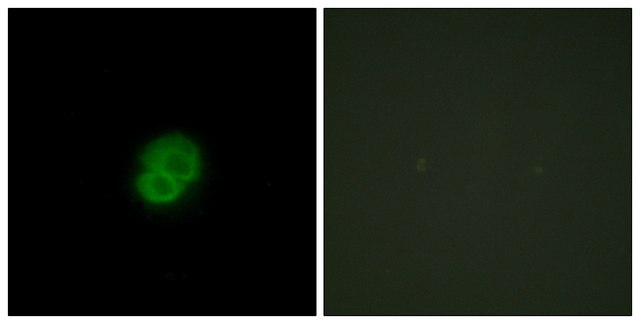 Anti-ARMCX2 antibody produced in rabbit affinity isolated antibody