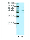 Anti-SMAD2 antibody produced in rabbit IgG fraction of antiserum