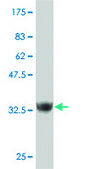 ANTI-ZNF207 antibody produced in mouse clone 6H8, purified immunoglobulin, buffered aqueous solution