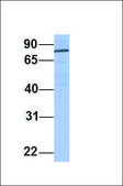 Anti-PNN, (N-terminal) antibody produced in rabbit affinity isolated antibody