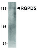 Anti-RGPD5 (ab1) antibody produced in rabbit affinity isolated antibody, buffered aqueous solution