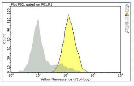 Anti-CD11b/CD18 Antibody, clone mAb107 clone mAb107, from mouse