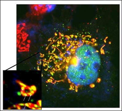 Anti-ARTS antibody, Mouse monoclonal clone ARTS51, purified from hybridoma cell culture