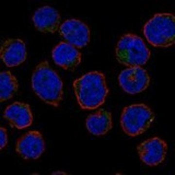 Anti-ERMAP antibody produced in rabbit Prestige Antibodies&#174; Powered by Atlas Antibodies, affinity isolated antibody, buffered aqueous glycerol solution