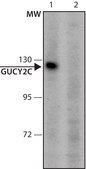 Anti-GUCY2C (981-995) antibody produced in rabbit IgG fraction of antiserum, buffered aqueous solution