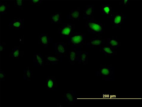 Anti-ANKRD1 antibody produced in mouse IgG fraction of antiserum, buffered aqueous solution