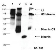 Anti-Bikunin (CP6) serum, from rabbit