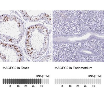 Anti-MAGEC2 antibody produced in rabbit Prestige Antibodies&#174; Powered by Atlas Antibodies, affinity isolated antibody, buffered aqueous glycerol solution