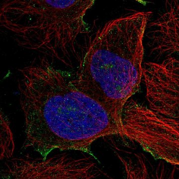 Anti-PDZD8 antibody produced in rabbit Prestige Antibodies&#174; Powered by Atlas Antibodies, affinity isolated antibody