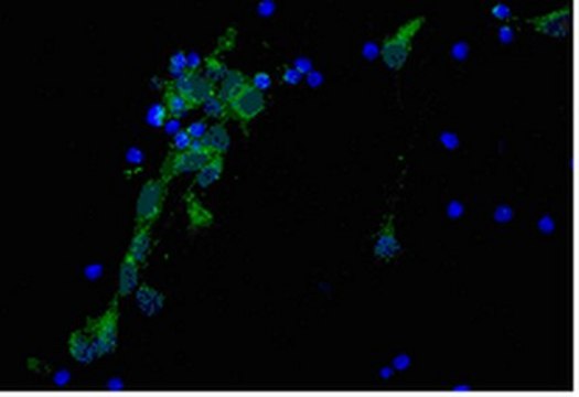 Anti-Alzheimer Precursor Protein A4 Antibody, clone 22C11, Biotin Conj. | MAB348B clone 22C11, from mouse, biotin conjugate