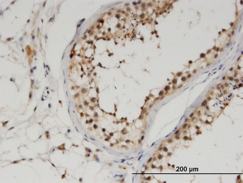 Monoclonal Anti-FLJ10808, (C-terminal) antibody produced in mouse clone 1D11, purified immunoglobulin, buffered aqueous solution