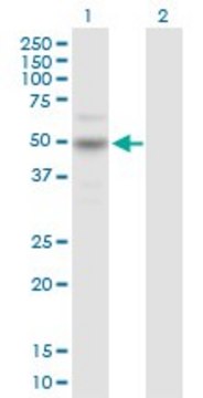 Anti-CARD8 antibody produced in rabbit purified immunoglobulin, buffered aqueous solution