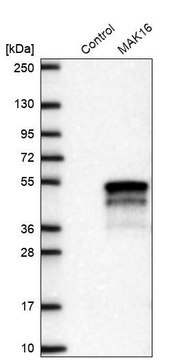 Anti-MAK16 antibody produced in rabbit Prestige Antibodies&#174; Powered by Atlas Antibodies, affinity isolated antibody, buffered aqueous glycerol solution