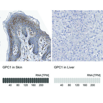 Anti-GPC1 antibody produced in rabbit Prestige Antibodies&#174; Powered by Atlas Antibodies, affinity isolated antibody, buffered aqueous glycerol solution