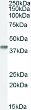 Anti-SFRP2 antibody produced in goat affinity isolated antibody, buffered aqueous solution