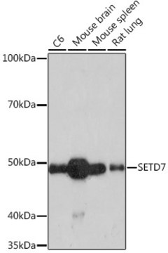 Anti-SETD7 Antibody, clone 7Z6I8, Rabbit Monoclonal