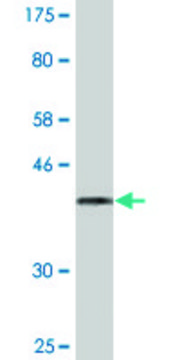 Monoclonal Anti-ZP2 antibody produced in mouse clone 2B9, purified immunoglobulin, buffered aqueous solution