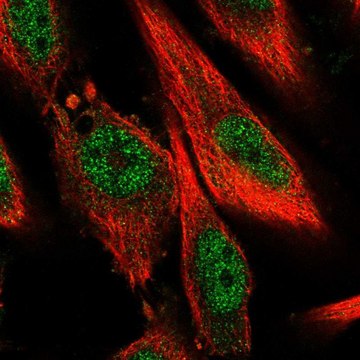 Anti-BPTF antibody produced in rabbit Prestige Antibodies&#174; Powered by Atlas Antibodies, affinity isolated antibody