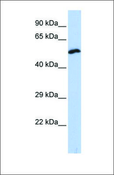 Anti-KCNS1 antibody produced in rabbit affinity isolated antibody