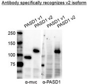 Anti-PASD1 from rabbit