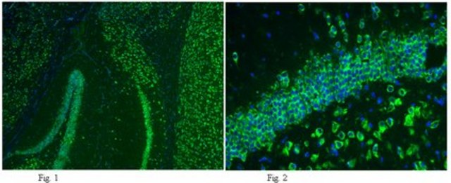 Anti-GluR2 Antibody, clone 6C4, Alexa Fluor&#8482; 488 Conjugate clone 6C4, from mouse, ALEXA FLUOR&#8482; 488