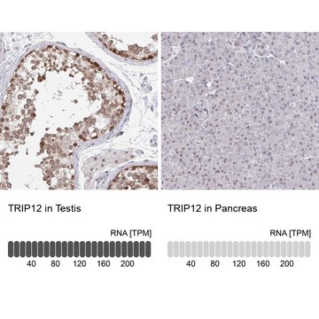 Anti-TRIP12 antibody produced in rabbit Prestige Antibodies&#174; Powered by Atlas Antibodies, affinity isolated antibody, buffered aqueous glycerol solution