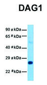 Anti-DAG1 antibody produced in rabbit affinity isolated antibody