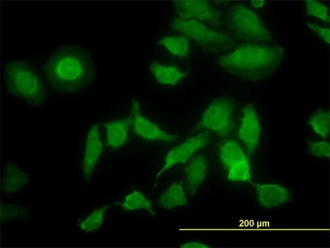 Monoclonal Anti-PDIA5 antibody produced in mouse clone 3A3, purified immunoglobulin, buffered aqueous solution