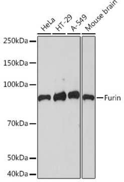 Anti-Furin Antibody, clone 1P6N8, Rabbit Monoclonal