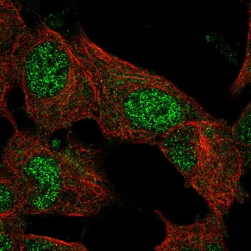 Anti-EPM2A antibody produced in rabbit Prestige Antibodies&#174; Powered by Atlas Antibodies, affinity isolated antibody, buffered aqueous glycerol solution