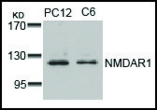 Anti-GRIN1 (Ab-896) antibody produced in rabbit affinity isolated antibody