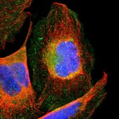 Anti-CCT3 antibody produced in rabbit Prestige Antibodies® Powered by Atlas Antibodies, affinity isolated antibody, buffered aqueous glycerol solution