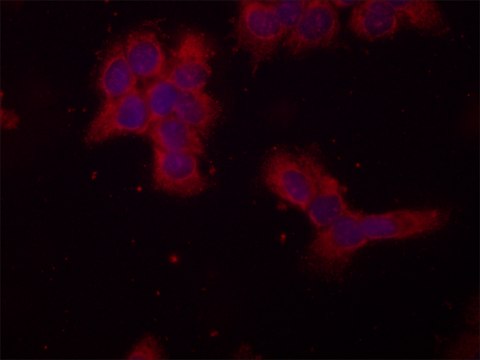 Anti-O-GlcNAcase (OGA) antibody produced in rabbit ~1.5&#160;mg/mL, affinity isolated antibody