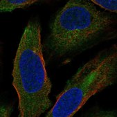 Anti-HAUS1 antibody produced in rabbit Prestige Antibodies® Powered by Atlas Antibodies, affinity isolated antibody, buffered aqueous glycerol solution