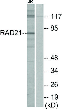 Anti-RAD21 antibody produced in rabbit affinity isolated antibody