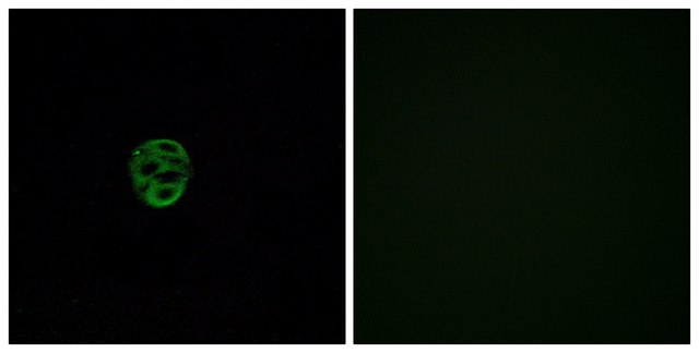 Anti-OR2AE1, C-Terminal antibody produced in rabbit affinity isolated antibody