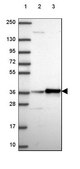 Anti-RPL6 antibody produced in rabbit Prestige Antibodies® Powered by Atlas Antibodies, affinity isolated antibody, buffered aqueous glycerol solution