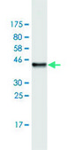 Monoclonal Anti-CBLL1, (N-terminal) antibody produced in mouse clone 3B12, purified immunoglobulin, buffered aqueous solution