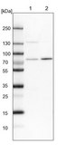 Anti-POMT2 antibody produced in rabbit Prestige Antibodies® Powered by Atlas Antibodies, affinity isolated antibody, buffered aqueous glycerol solution