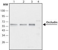 Anti-Occludin (C-terminal) antibody produced in rabbit ~1.0 mg/mL, affinity isolated antibody