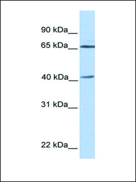 Anti-GLA antibody produced in rabbit affinity isolated antibody