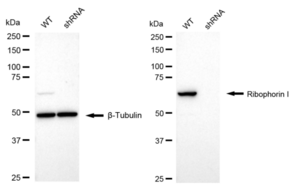 KD-Validated Anti Ribophorin I Antibody, clone 24GB1090, Rabbit Monoclonal clone 24GB1090, recombinant rabbit monoclonal, expressed in HEK293 cells