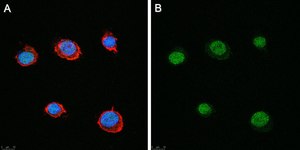Anti-SLFN11 Antibody, clone 3E13 ZooMAb® Rabbit Monoclonal recombinant, expressed in HEK 293 cells
